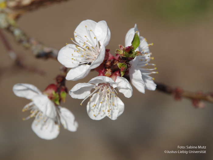 Blüten/März