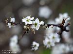 Blüten/April