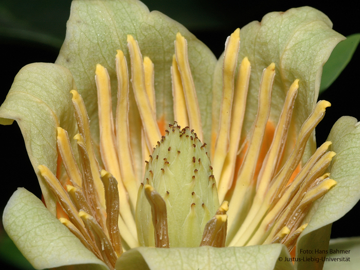 Blüte Detail