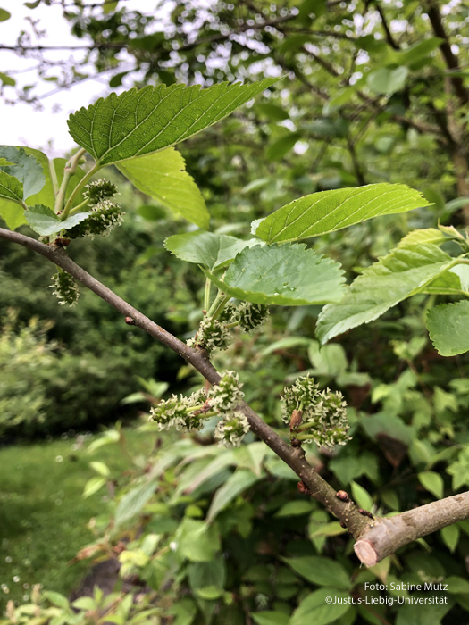 Blüte/Mai