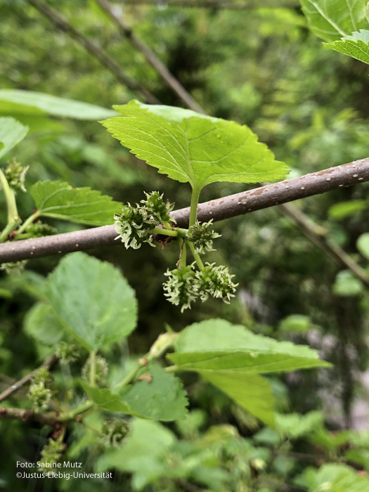 Blüte/Mai